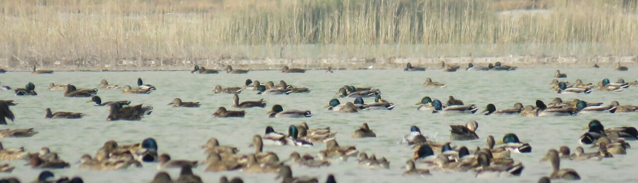 Laguna Hiram, prekrasan dragulj na jugu pokrajine Fars