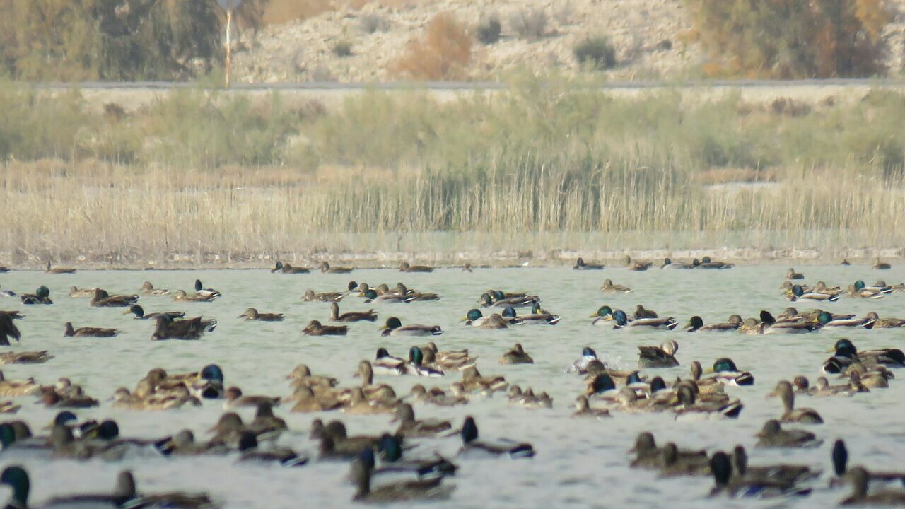 Laguna Hiram, prekrasan dragulj na jugu pokrajine Fars