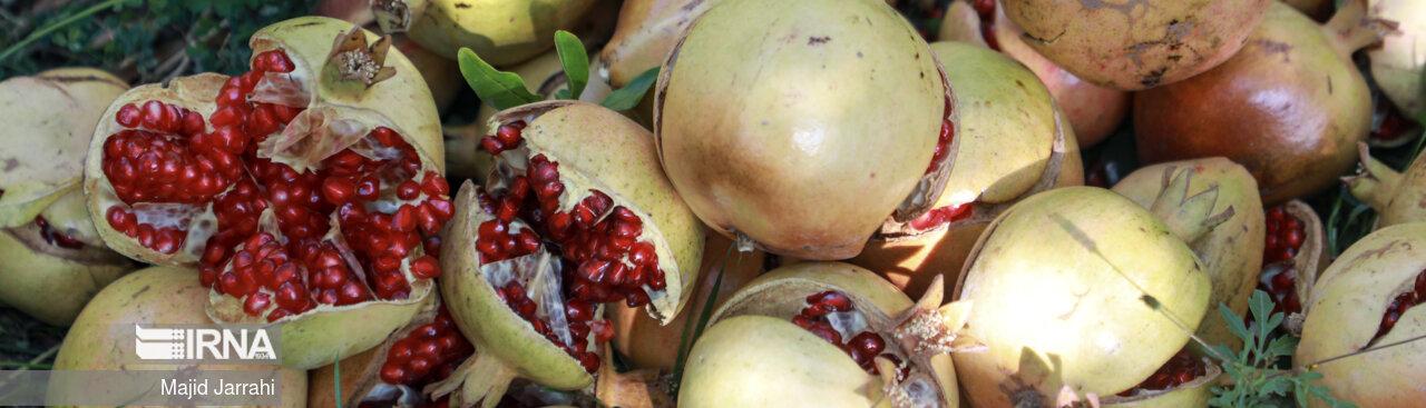 Aban, sezona nara u Jezdu