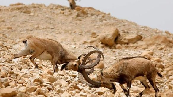 Rezervat biosfere Geno, usamljena planina na jugu Irana