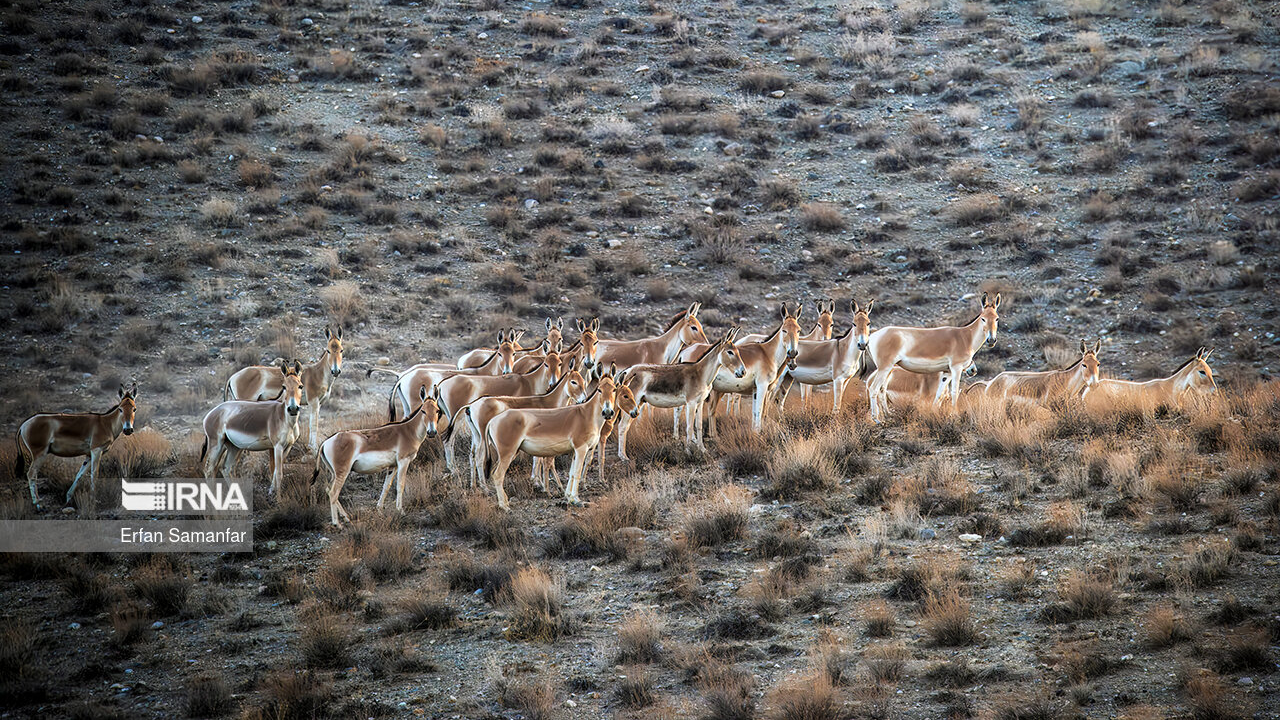 Zaštićeno područje Bahram Gore, stanište ugrožene vrste iranske zebre