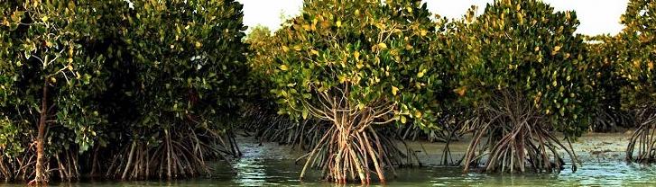 Rezervat biosfere Hara, stanište drveća čiji korijeni rastu u morskoj vodi 