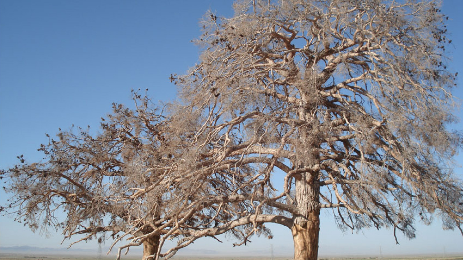 SELO BAB AL-HAKM